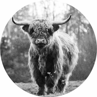 Glasschilderij schotse hooglander 